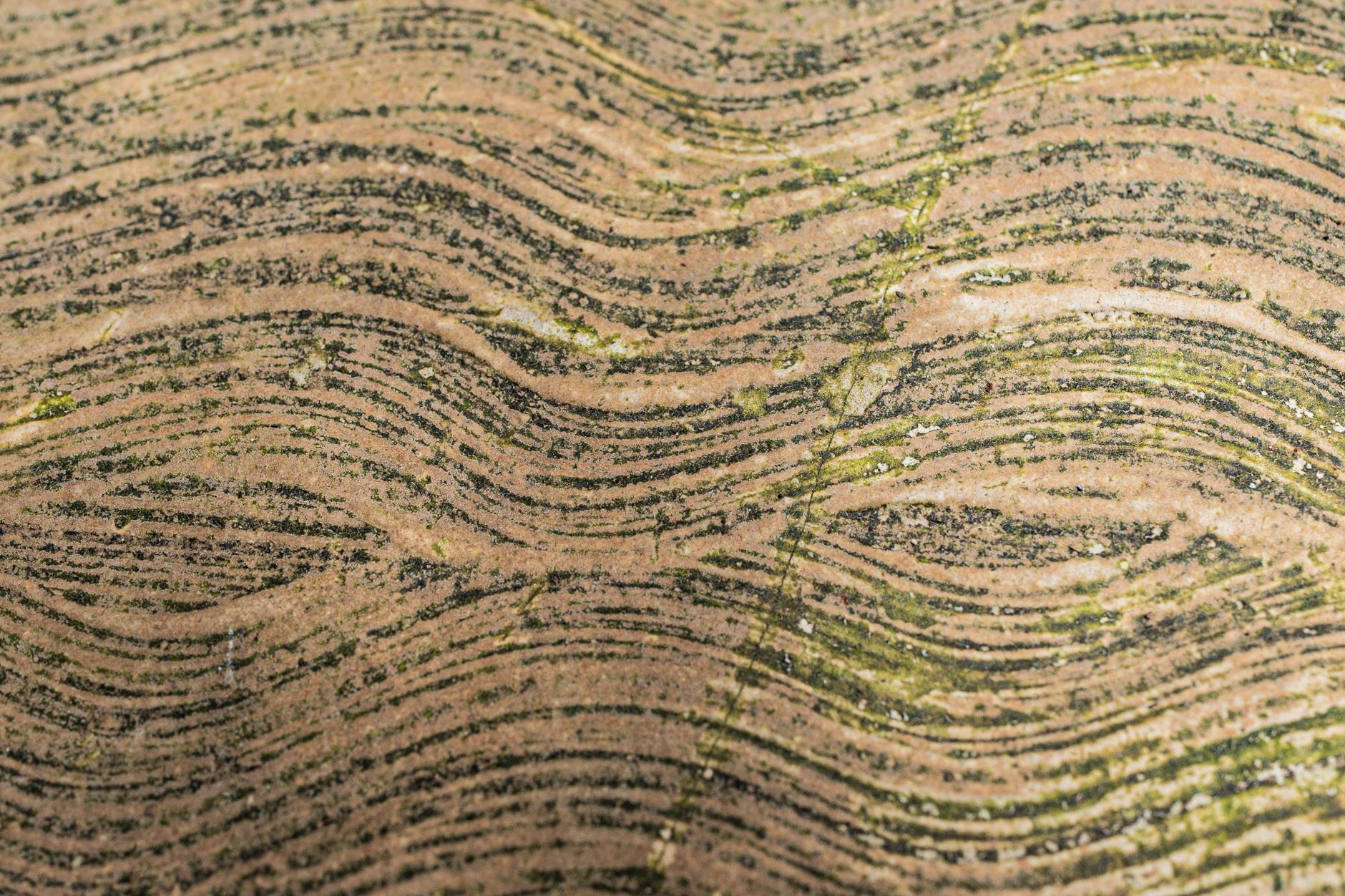 pexels photo 36316684